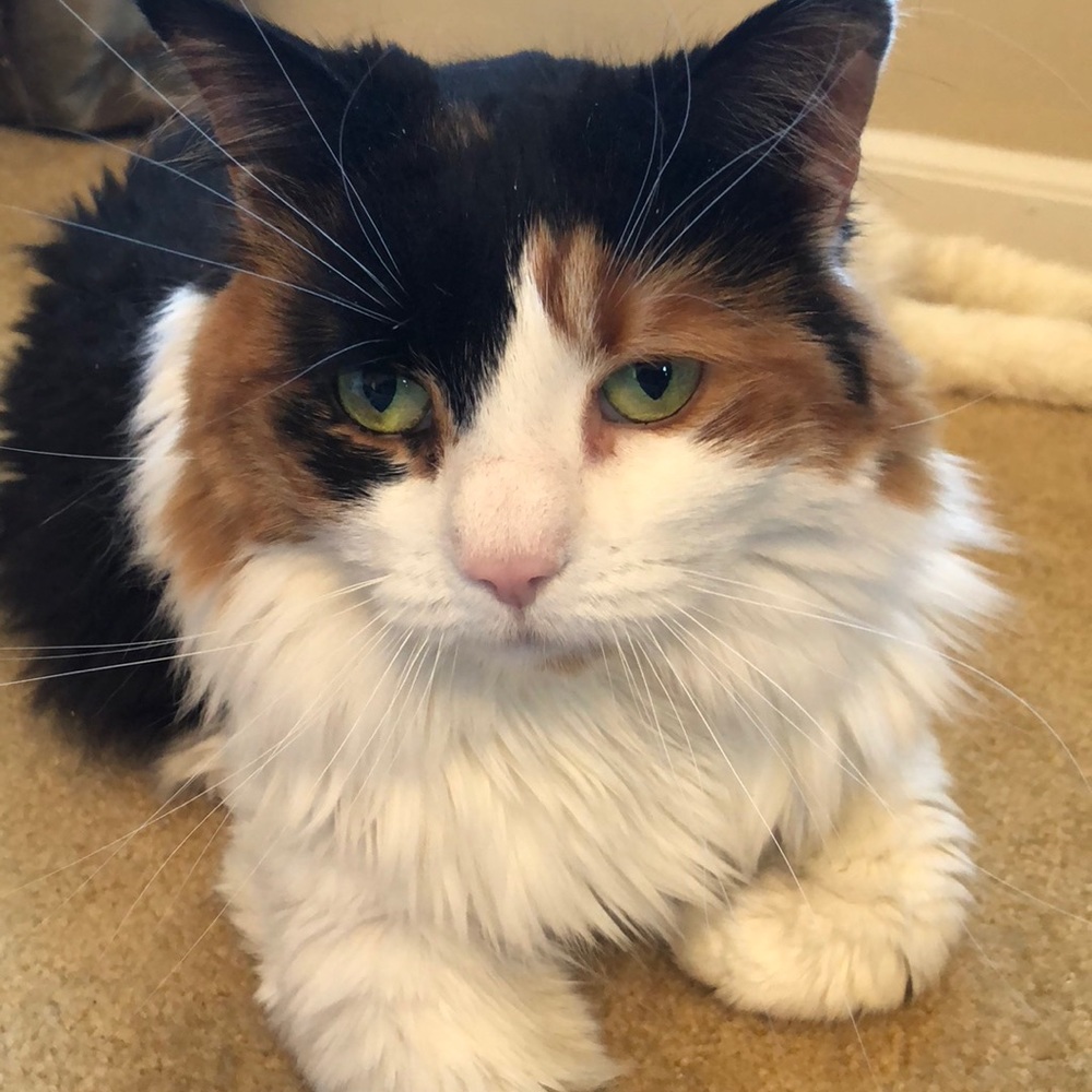 Meet your Posher, Chloe